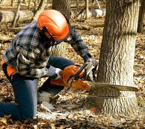 Tree Removal in Annandale, NJ
